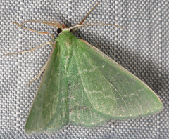 Synchlora