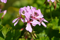 Pelargonium zonale