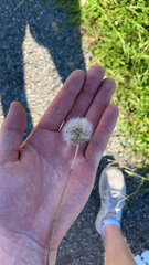 Taraxacum erythrospermum