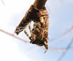 Araneus angulatus
