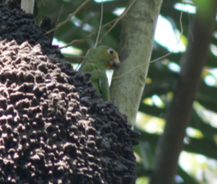 Brotogeris cyanoptera