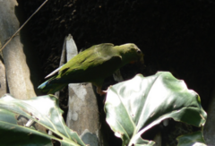 Brotogeris cyanoptera