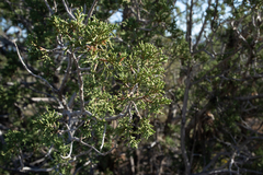 Juniperus osteosperma