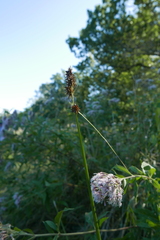 Carex otrubae