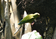 Brotogeris cyanoptera
