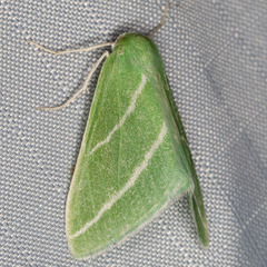 Synchlora bistriaria