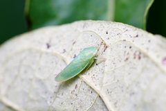Gyponana
