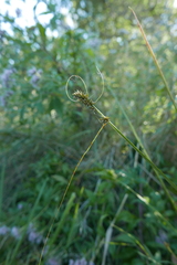 Carex otrubae