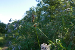 Carex otrubae