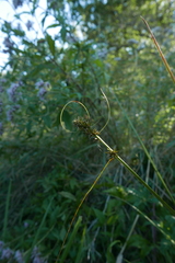 Carex otrubae