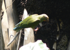 Brotogeris cyanoptera