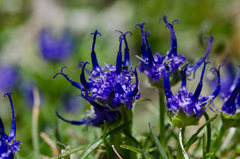 Phyteuma hemisphaericum