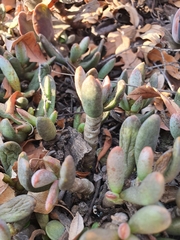 Adromischus umbraticola