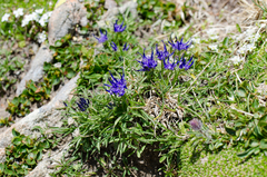 Phyteuma hemisphaericum