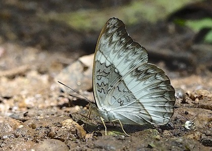 Cymothoe druryi