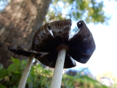 Coprinopsis variegata