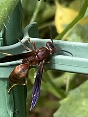 Polistes rubiginosus