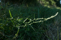 Atriplex littoralis