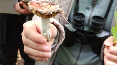 Russula emetica