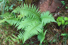 Dryopteris filix-mas