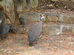 Numida meleagris coronatus
