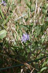 Lactuca tatarica
