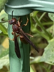 Polistes rubiginosus