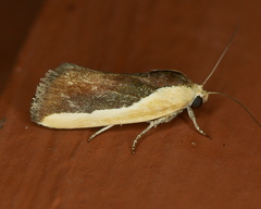 Ponometia exigua