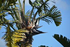 Strelitzia nicolai
