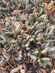 Adromischus umbraticola