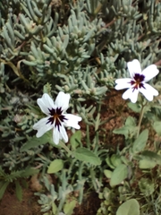 Jamesbrittenia racemosa