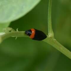 Phymatostetha deschampsi