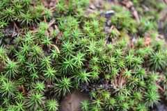 Polytrichum formosum