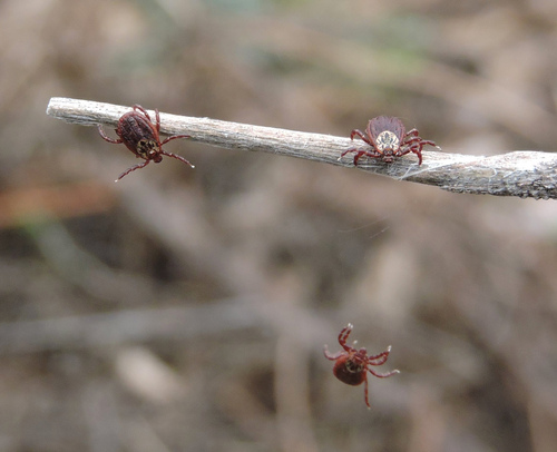 Ornate Cow Tick photo 2