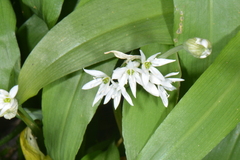 Allium ursinum