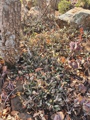Adromischus umbraticola