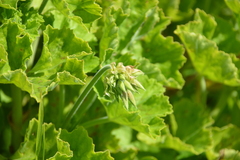 Pelargonium zonale