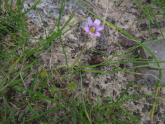 Romulea minutiflora