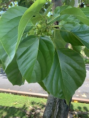 Cordia subcordata