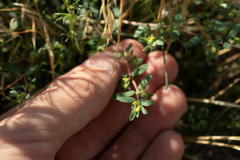 Euphorbia glyptosperma