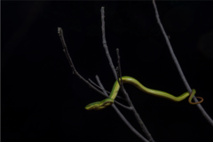 Trimeresurus albolabris