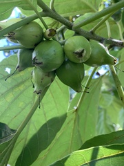 Cordia subcordata