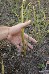 Hemerocallis minor