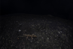 Gekko chinensis