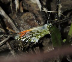 Anthocharis cardamines