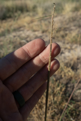 Sporobolus cryptandrus