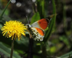 Anthocharis cardamines