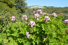 Pelargonium zonale