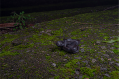 Pareas margaritophorus