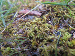 Triquetrella papillata